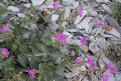Mirabilis rotundifolia