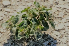 Mirabilis rotundifolia