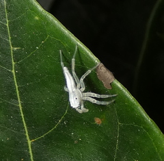 Eustiromastix spinipes