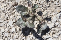 Mirabilis rotundifolia