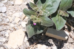 Mirabilis rotundifolia