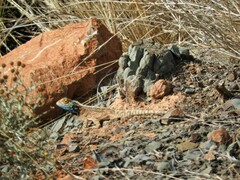 Agama aculeata aculeata