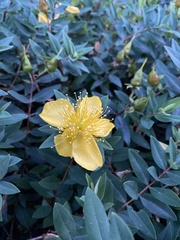 Hypericum calycinum