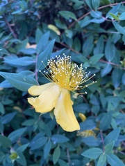 Hypericum calycinum