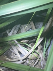 Stegonotus australis