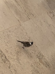 Zonotrichia capensis