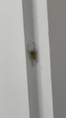 Cheiracanthium mildei