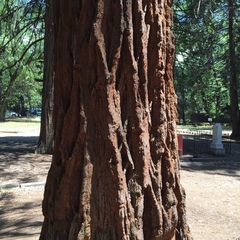 Calocedrus decurrens