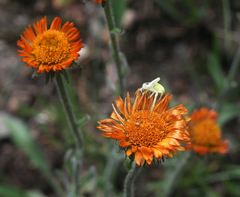 Erigeron aurantiacus