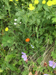 Erigeron aurantiacus