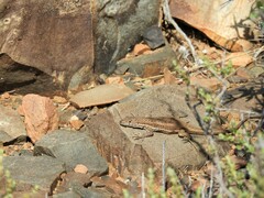 Pedioplanis lineoocellata