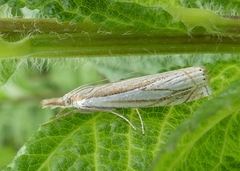 Crambus saltuellus