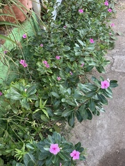 Catharanthus roseus
