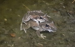 Ptychadena anchietae