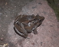 Ptychadena anchietae