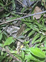 Litoria bicolor