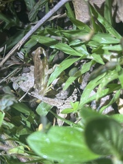 Litoria bicolor