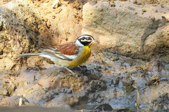 Emberiza flaviventris
