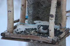 Sitta europaea asiatica