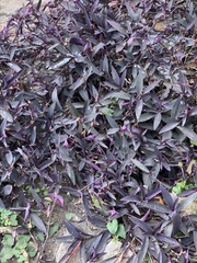 Tradescantia