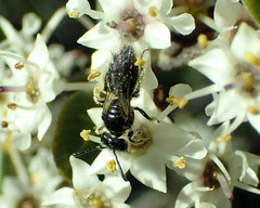 Andrenidae