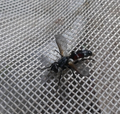 Cylindromyia intermedia