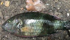 Cheilinus trilobatus