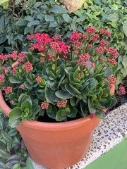 Euphorbia milii