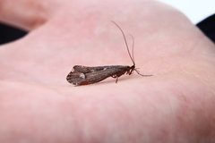 Glyphopsyche irrorata