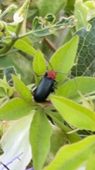 Cacoscelis nigripennis