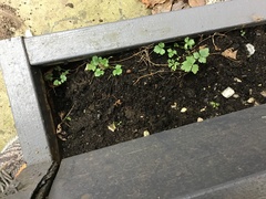 Papaver cambricum