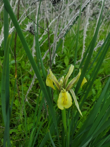 Grant Duff's Iris (Iris grant)