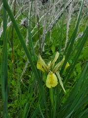 Iris grant-duffii
