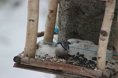 Sitta europaea asiatica