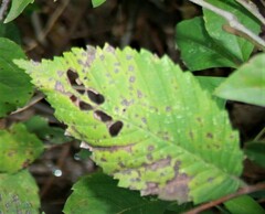 Xanthogaleruca luteola