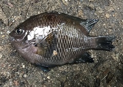 Pomacentrus brachialis