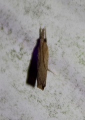 Fissicrambus mutabilis