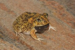 Sphaerotheca rolandae