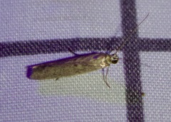 Homoeosoma electella