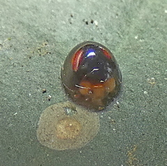 Cryptognatha amabilis