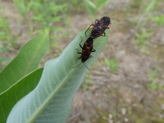 Lygaeus kalmii angustomarginatus