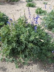 Lupinus havardii