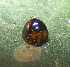 Cryptognatha amabilis