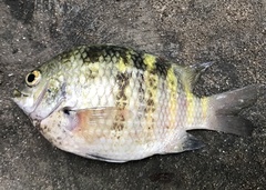 Abudefduf septemfasciatus