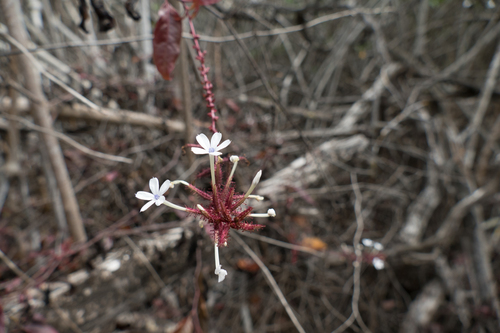 Plumbago zeylanica