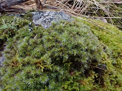 Racomitrium elongatum
