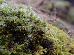 Racomitrium elongatum