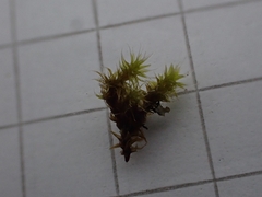 Racomitrium elongatum