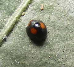 Cryptognatha amabilis