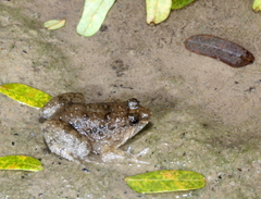 Occidozyga martensii